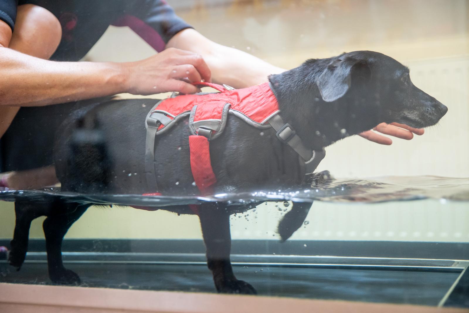 Hydrotherapy2